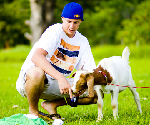 Goats are cool because... They thoroughly love grass.